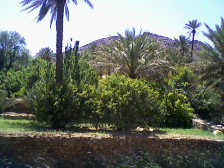 oasis