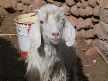 chevre de abdellah bousmaha